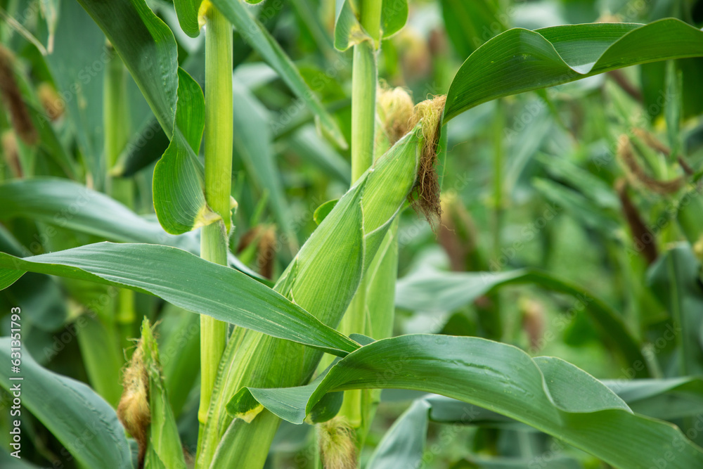 Fototapeta premium Close up of corn field