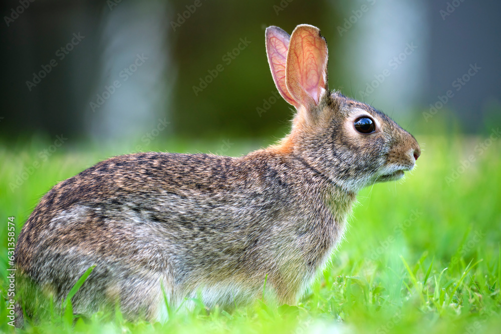 Grey small hare eating grass on summer field. Wild rabbit in nature Grey small hare eating grass on summer field. Wild rabbit in nature