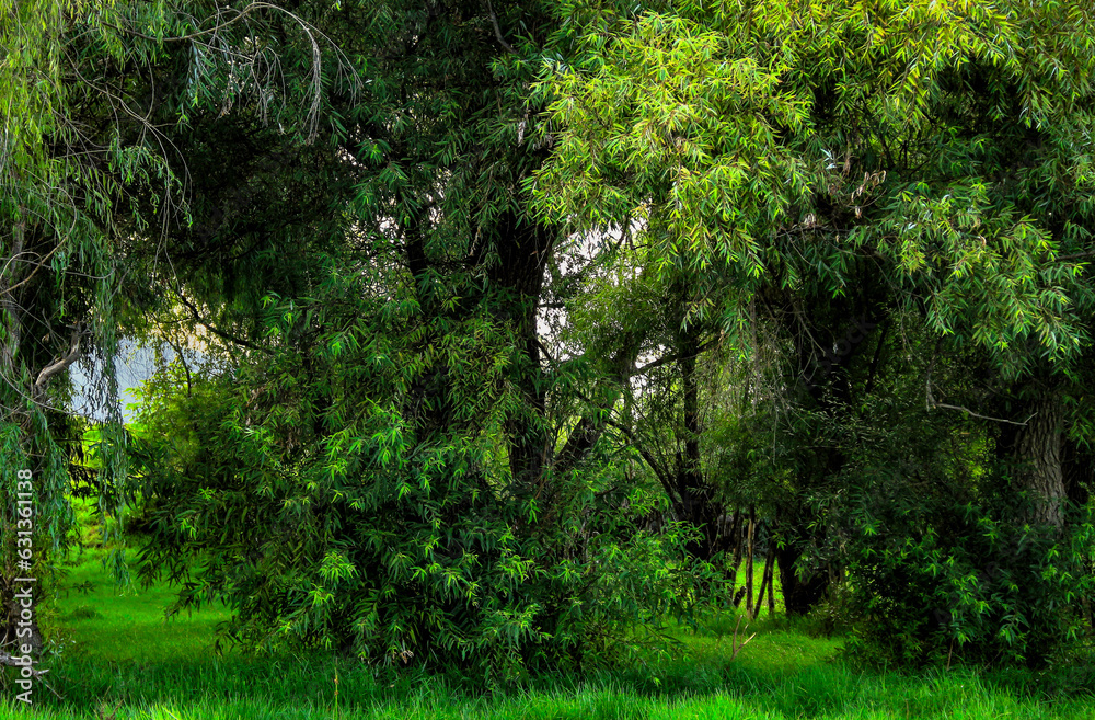 Obraz premium Bosque verde