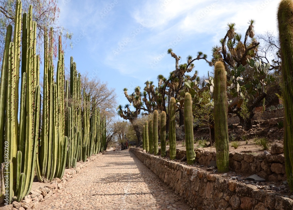 Fototapeta premium Botanical gardens in Mexico with a cacti-lined path. 