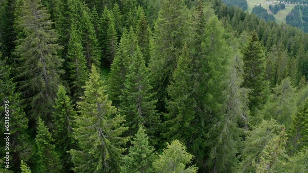 aerial view of a fir forest in Trentino aerial view of a fir forest in Trentino