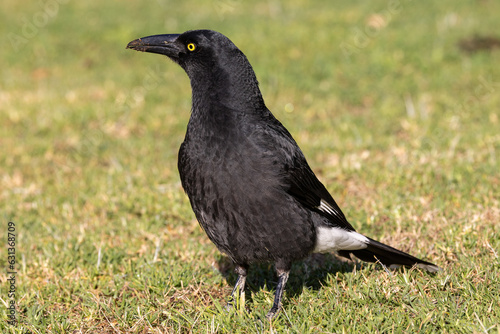 Australian Pied Currawong perched on the ground