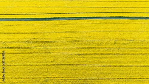 Aerial shot of a rapeseed field, vibrant and golden in color, stretching as far as the eye can see. The drone captures the vast expanse of the crop.