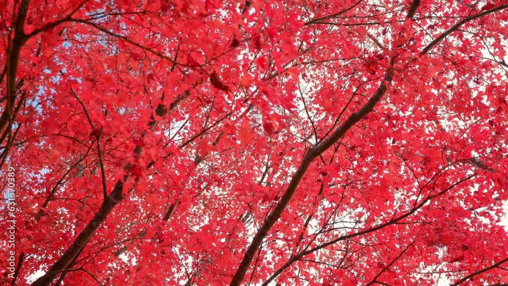 4K Colorful Autumn maple leaves
4K Colorful Autumn maple leaves