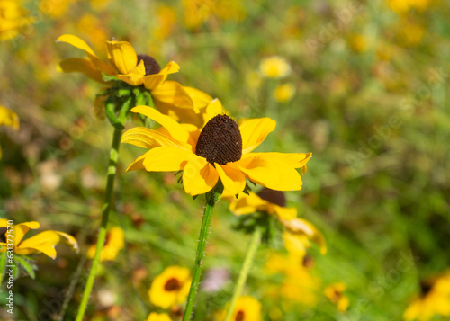 Yellow wildflowers photo
