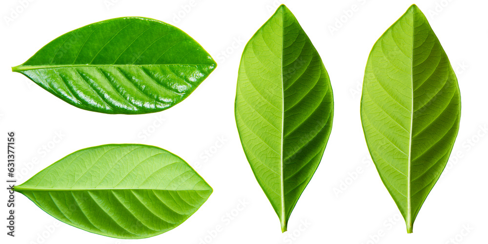 Set of green leaves isolated on white background Set of green leaves isolated on white background