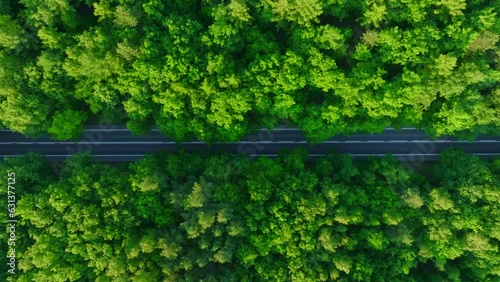 View from the drone on an extremely lively and green forest in the middle of which the street runs. Aerial view of the street and lovely forest.