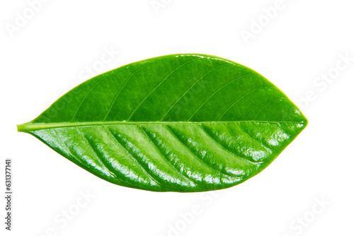 Green leaves, Small green foliage  isolated on white background