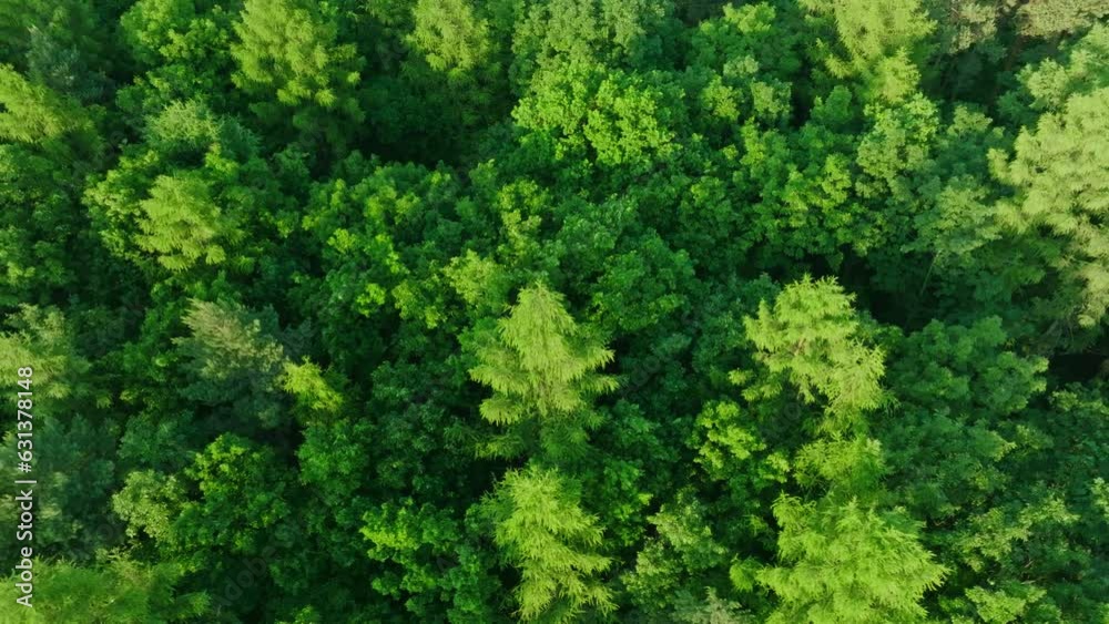 Drone view of an extremely lively and green forest. Aerial view of a beautiful forest at sunset, lots of trees. Drone view of an extremely lively and green forest. Aerial view of a beautiful forest at sunset, lots of trees.