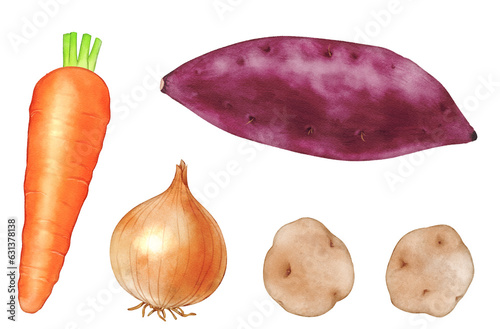 Autumn vegetables (carrots, onions, sweet potatoes, potatoes) set drawn with digital watercolor
