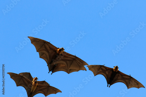 group of flying fox flying against clear blue sky photo