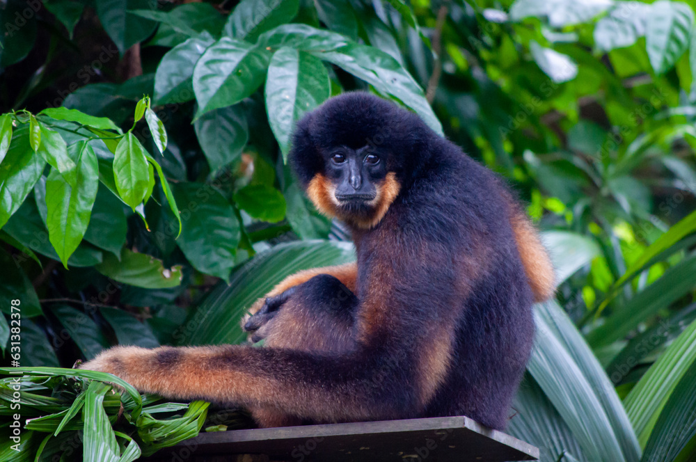 Obraz premium Gibbon