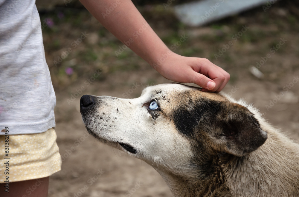 patting a stray dog on the head with your hand patting a stray dog on the head with your hand