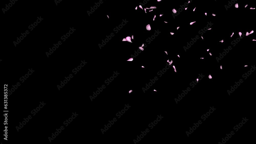 Red rose petals rain falling on green screen romantic decoration of web greeting cards. Love Valentine's day. 4K Japanese Asian design. Love concept. Valentines day, wedding background. Cherry Blossom