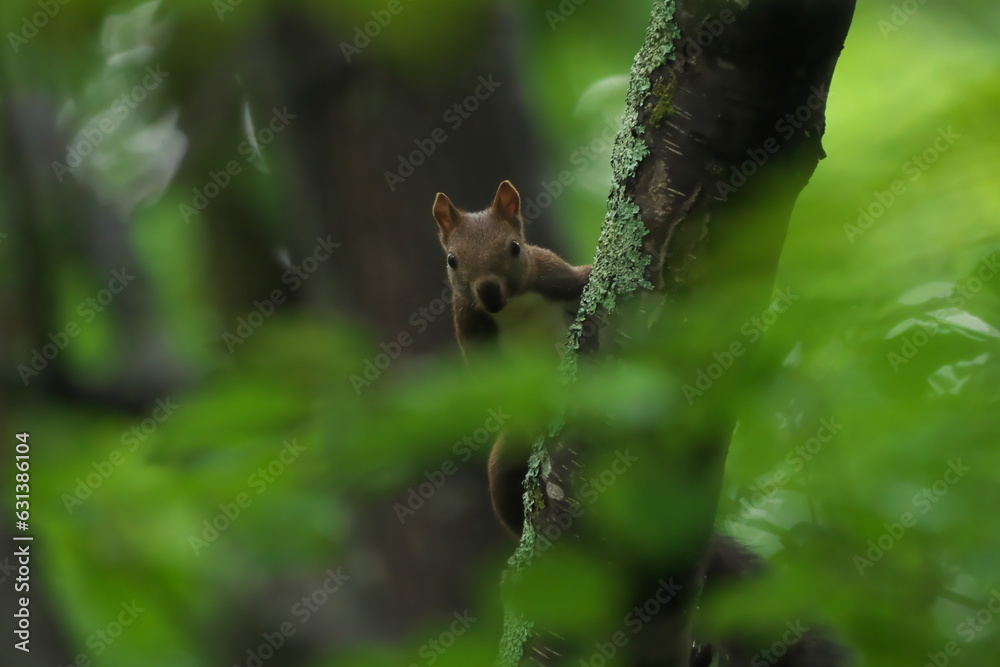 Obraz premium 木の陰からこちらを見るエゾリス