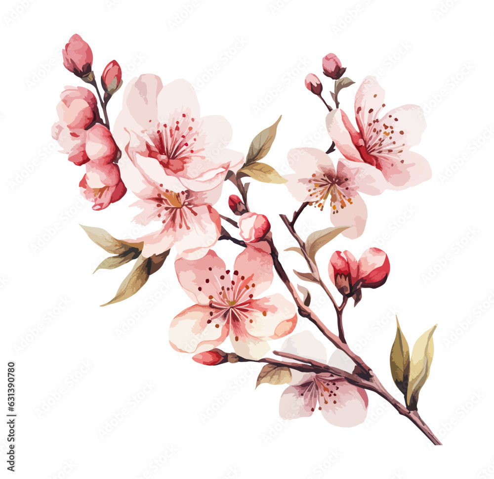 Set of cherry blossom flowers isolated on white background. watercolor illustration