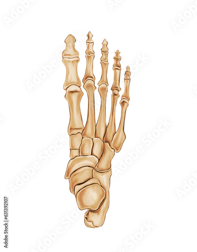 Foot Bone Anatomy Medical illustration
 photo