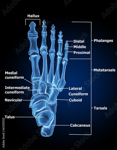 Foot Bone Anatomy Medical illustration

 photo