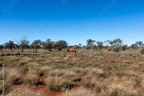 Camels in the Australian desert