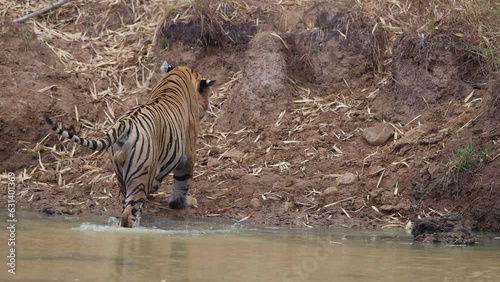 A tiger getting into a water hole at Tadoba Andhari Tiger Reserve, India
 photo