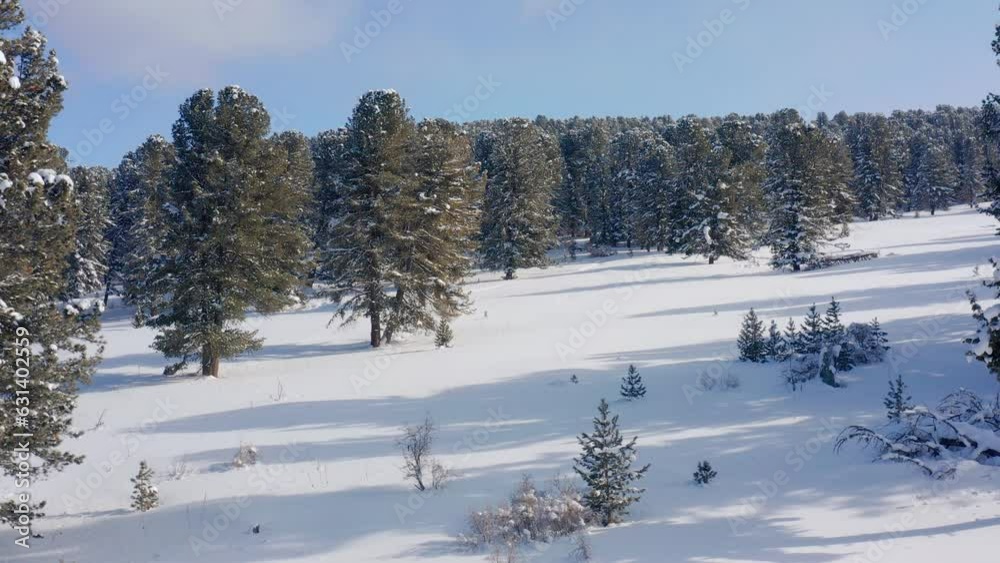 Altai mountains in winter: Seminsky Ridge, cedar forest on the Seminsky Pass. Aerial view.