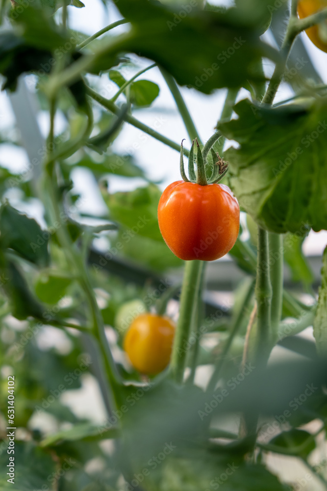 Red, ripe tomato on a bush in a greenhouse. Tomatoes in a greenhouse. Plantation of tomatoes. Organic farming, growth of young tomato plants in a greenhouse.
