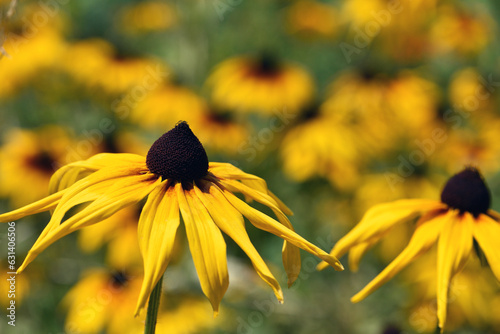 Rudbeckia Hirta. wild flower in nature. beautiful yellow flowers. floral background. big spring or summer flower. Rudbeckia hirta, Marmelade, is a nice garden plant, close-up