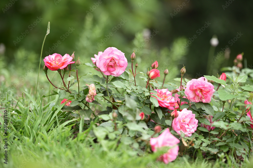 pink rose flower background. Red roses on a bush in the garden, close-up. delicate pink rose flower with green leaves. Red Rose Magic. beauty in the garden. concept of romance, gift