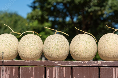 Five Yubari melons from Hokkaido are lined up