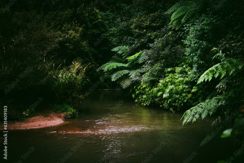 Naklejka premium Stream through the rainforest