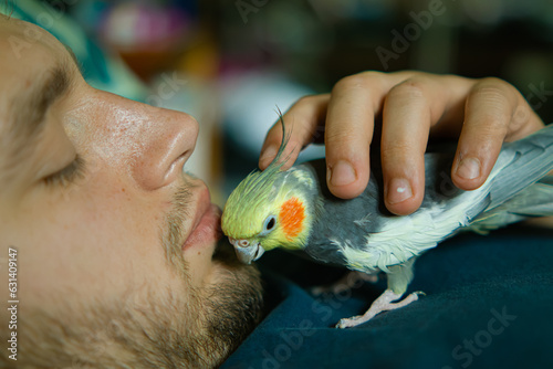 owner with her pet.funny cockatiel parrot.Beautiful photo of a bird. Ornithology.Funny parrot.Cockatiel parrot.
Home pet bird.Love for animals.Cute cockatiel.Home pet bird.love for pet.parrot taming