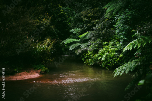 Stream through the rainforest