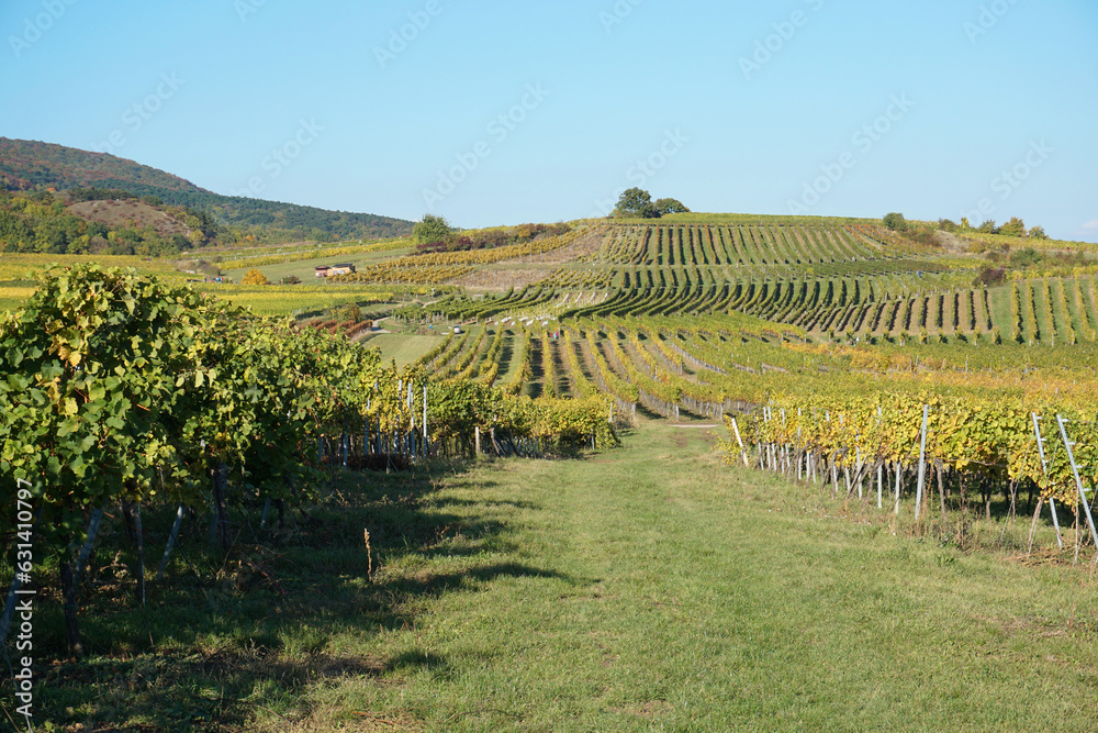 Weingärten in Austria, Pfaffstätten
