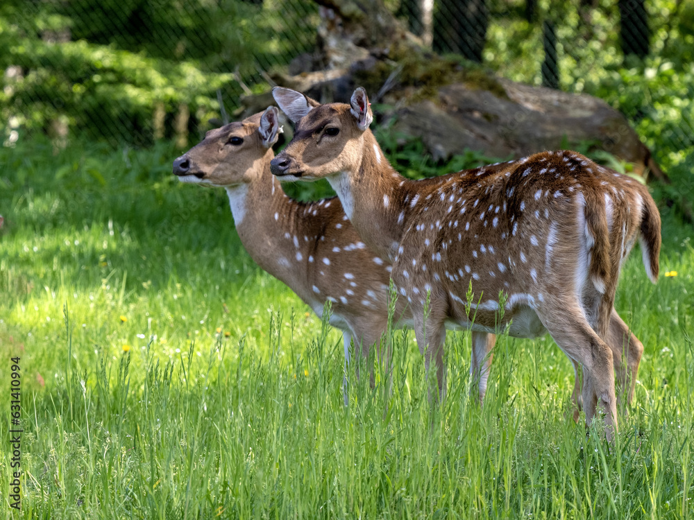 Two doe Vietnamese sika deer, Cervus nippon pseudaxis, It is one of the smaller subspecies. They were previously found in northern Vietnam but may now be extinct in the wild. Two doe Vietnamese sika deer, Cervus nippon pseudaxis, It is one of the smaller subspecies. They were previously found in northern Vietnam but may now be extinct in the wild.
