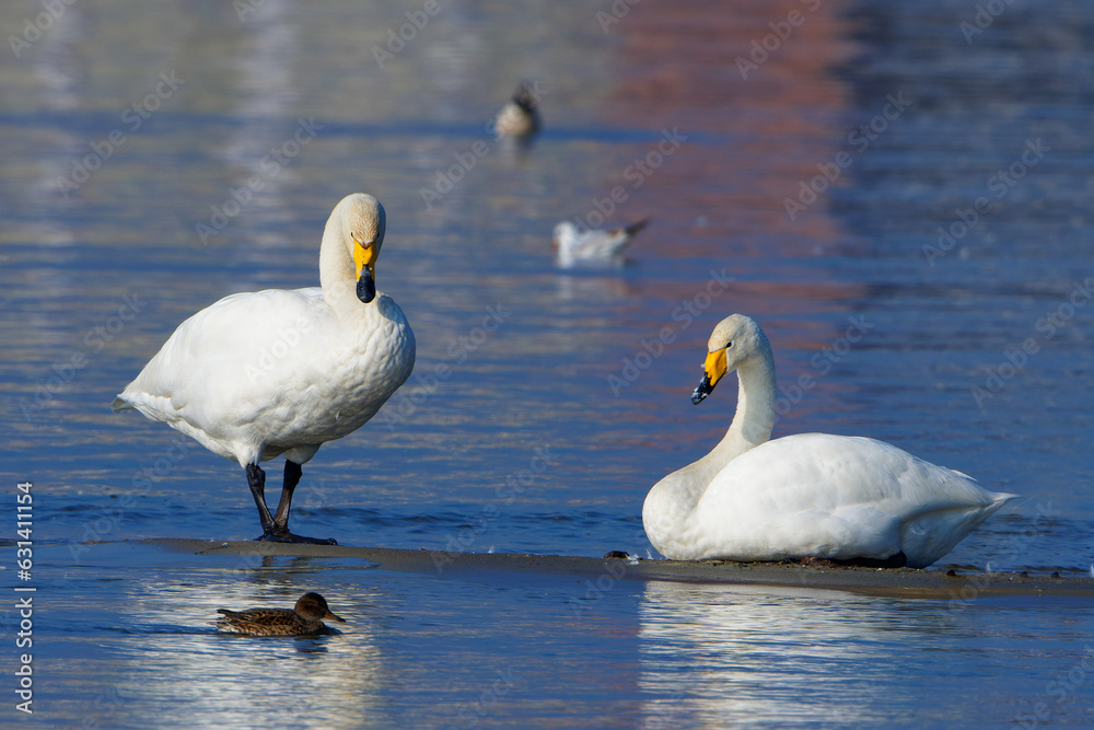 Fototapeta premium Singschwäne auf dem Bodensee kurz vor dem Rückflug in die Heimat, Whooper swans on Lake Constance shortly before returning home