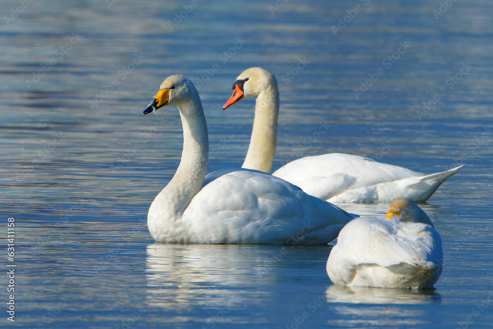 Singschwäne auf dem Bodensee kurz vor dem Rückflug in die Heimat, Whooper swans on Lake Constance shortly before returning home Singschwäne auf dem Bodensee kurz vor dem Rückflug in die Heimat, Whooper swans on Lake Constance shortly before returning home