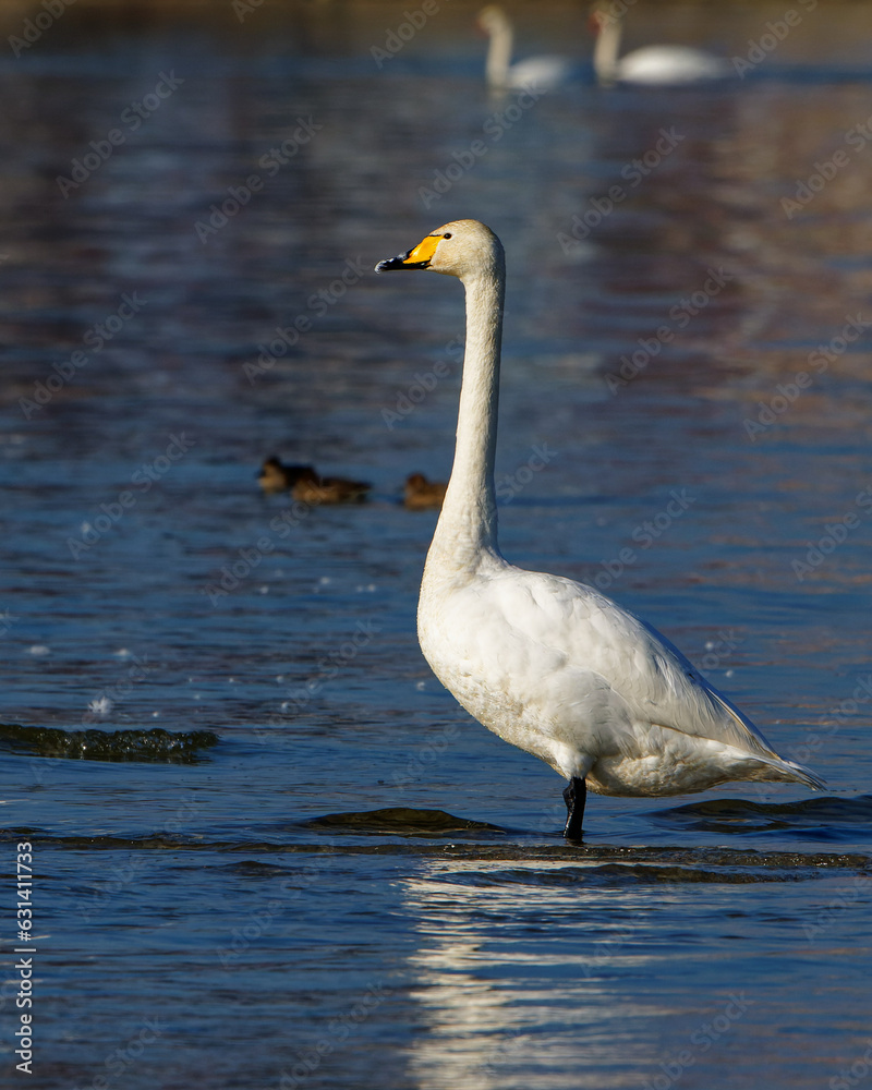 Fototapeta premium Singschwäne auf dem Bodensee kurz vor dem Rückflug in die Heimat, Whooper swans on Lake Constance shortly before returning home