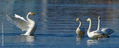 Singschwäne auf dem Bodensee kurz vor dem Rückflug in die Heimat, Whooper swans on Lake Constance shortly before returning home