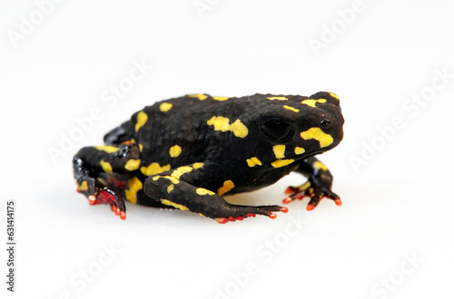 Bumblebee toad // Hummelkröte (Melanophryniscus stelzneri) photo