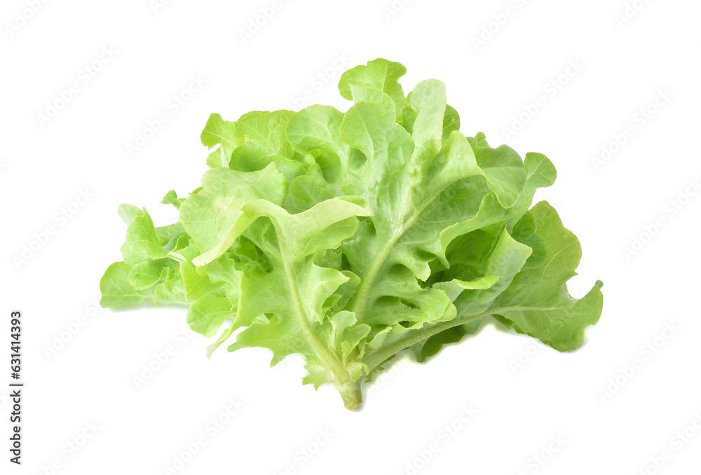 Green oak lettuce isolated on white background. Green oak lettuce isolated on white background.