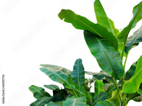 Banana leaves isolated on transparant background 
