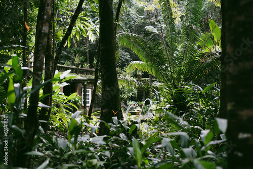 Moss covered ruins in the jungle