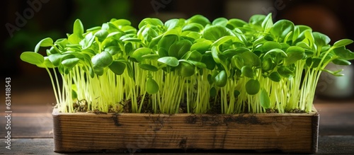 Sunflower sprouts  which are fresh and green  provide valuable nutrition and are a healthy addition