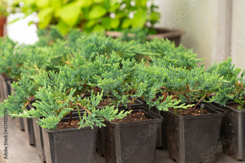 Juniper seedlings are in rows black plastic pots. Juniper bushes in garden shop.