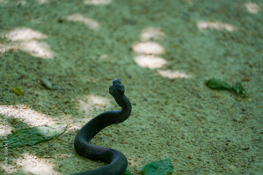 Fototapeta premium Vipère dressée .