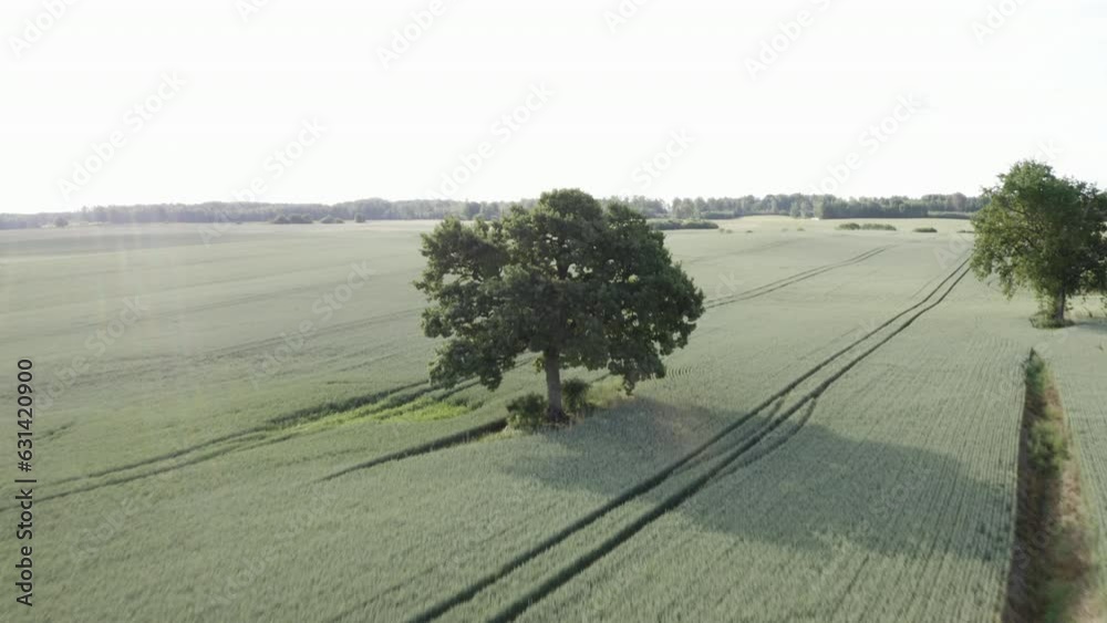 A drone shot moving backwards from a large tree at a fast pace over a crop field with large machinery tracks on a warm Summer day