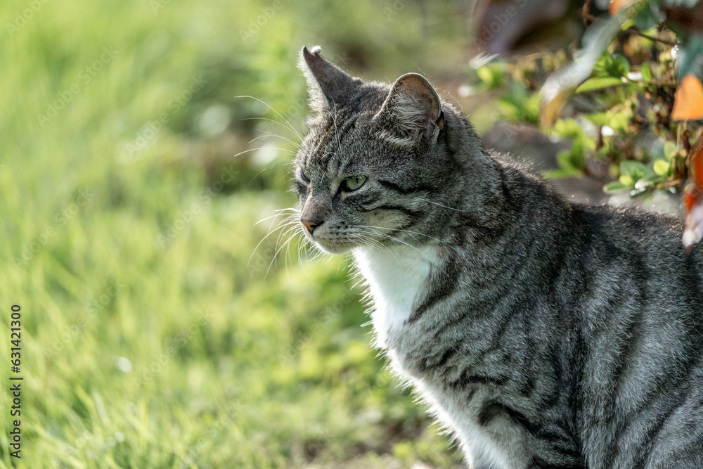 Beautiful grey cat with tripes chilling in the sun in a green and fresh garden 