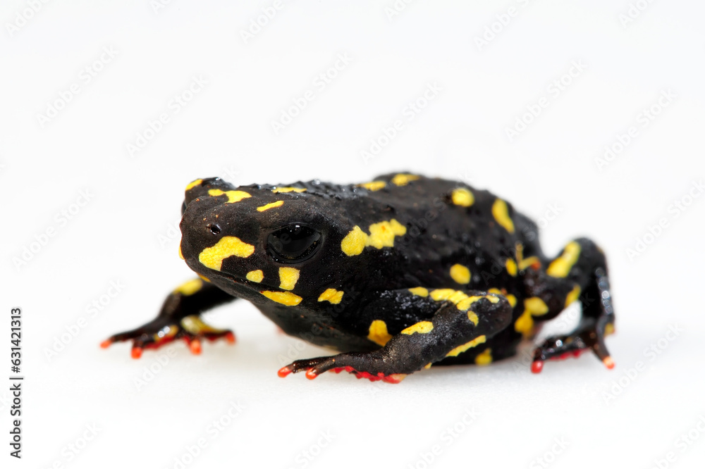 Obraz premium Bumblebee toad // Hummelkröte (Melanophryniscus stelzneri)
