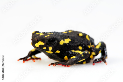 Bumblebee toad // Hummelkröte (Melanophryniscus stelzneri)