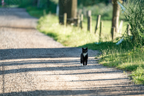 Cat walking down the road